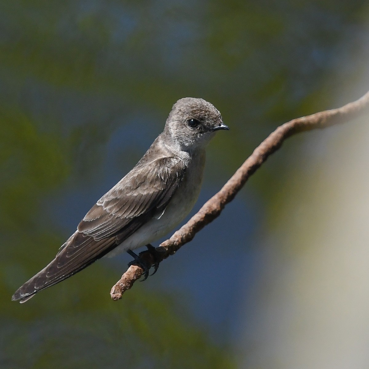 Northern Rough-winged Swallow - ML157800951