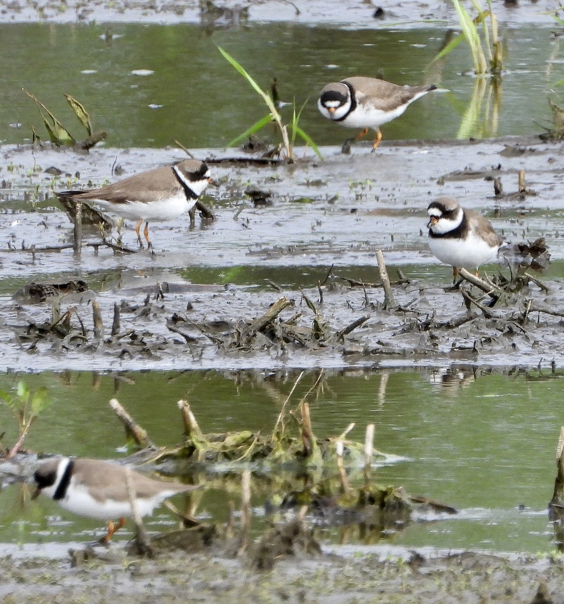 Semipalmated Plover - Lee Funderburg