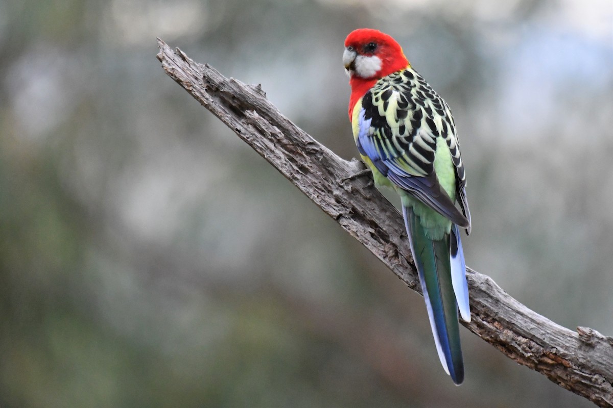 Eastern Rosella - ML157801881