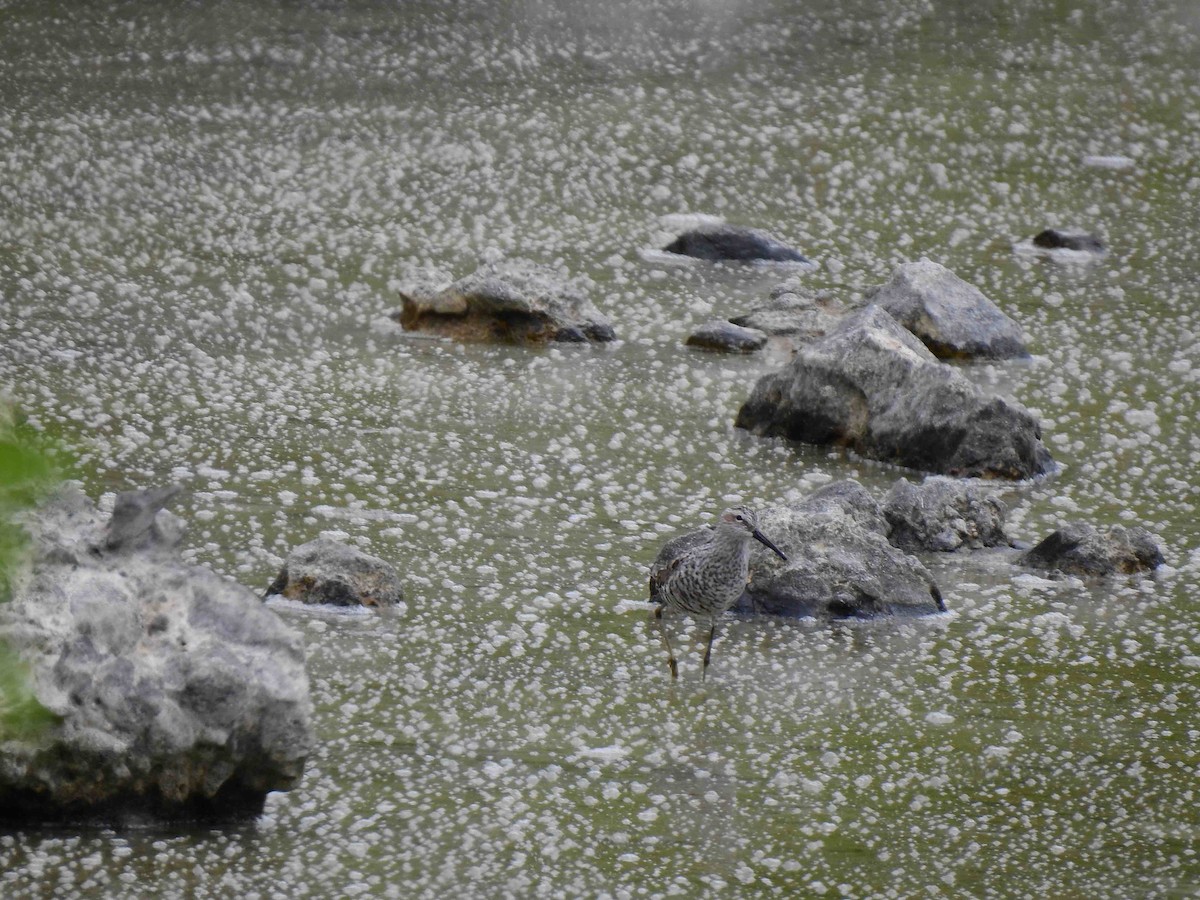 Stilt Sandpiper - ML157802861