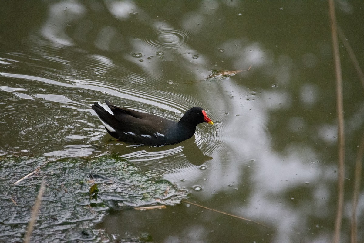 Eurasian Moorhen - Edward Bell