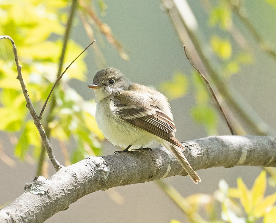 Least Flycatcher - ML157806151