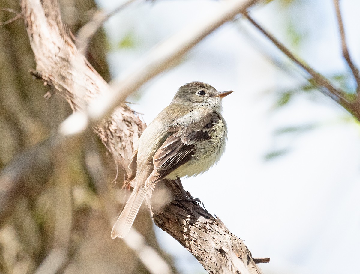 tyranovec malinký - ML157806161