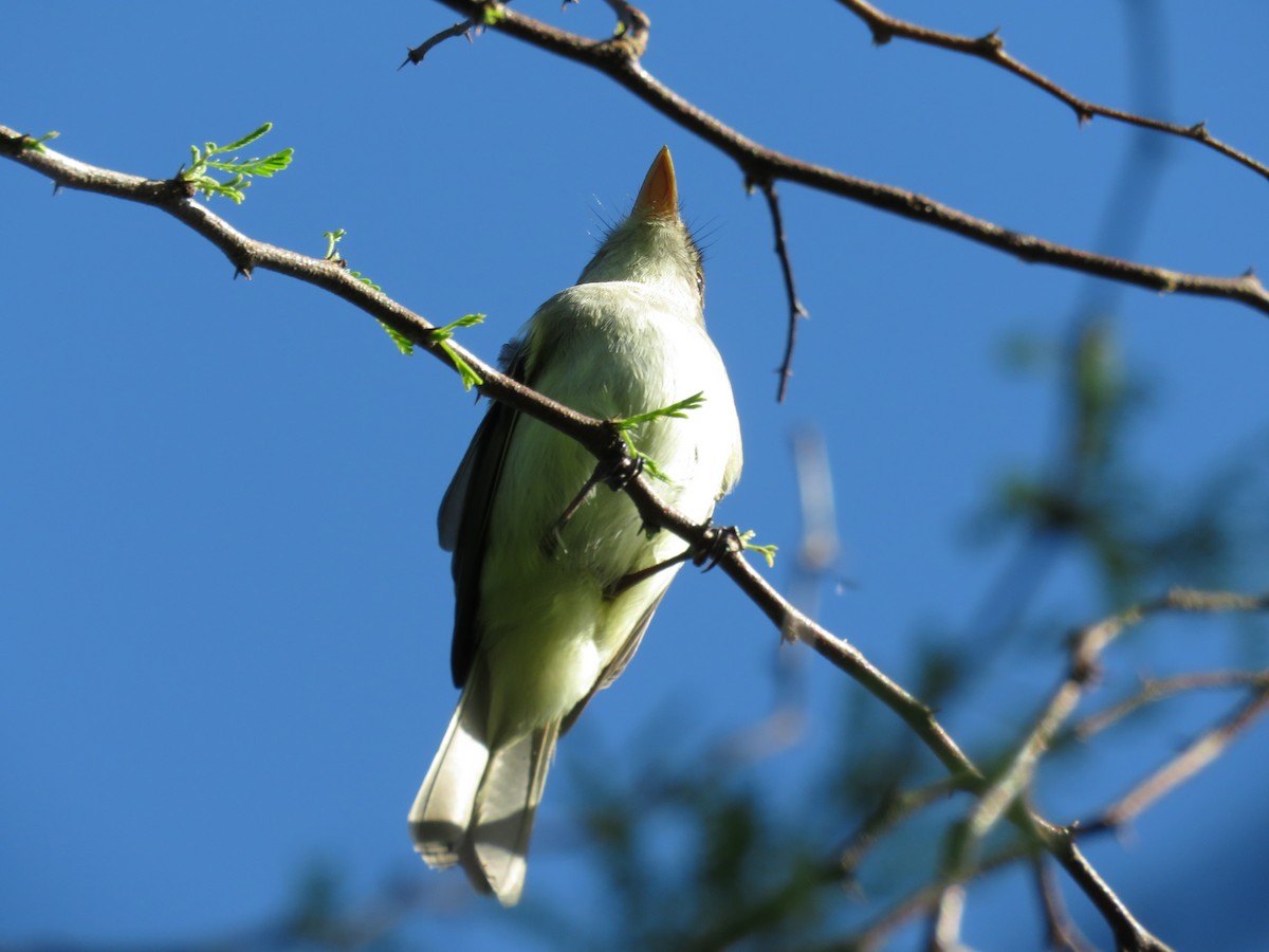 Moucherolle vert - ML157806411