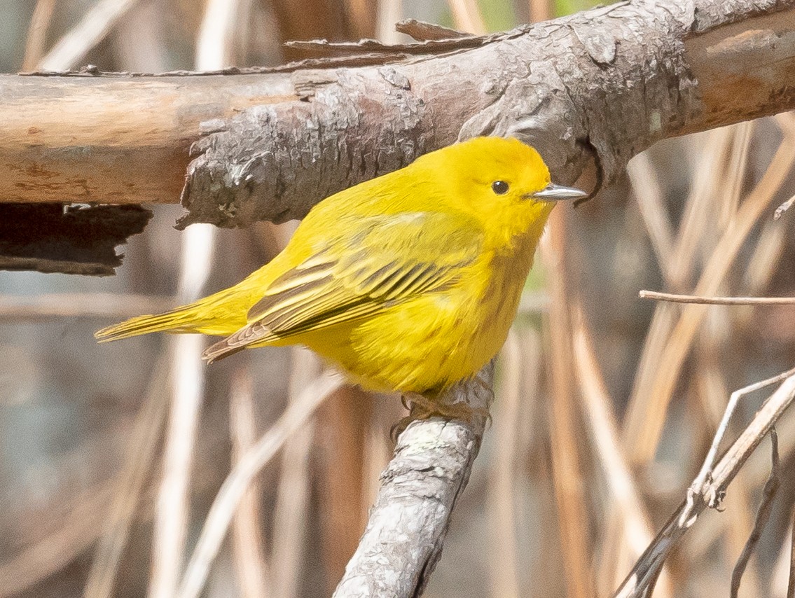 Yellow Warbler - Cynthia Crawford