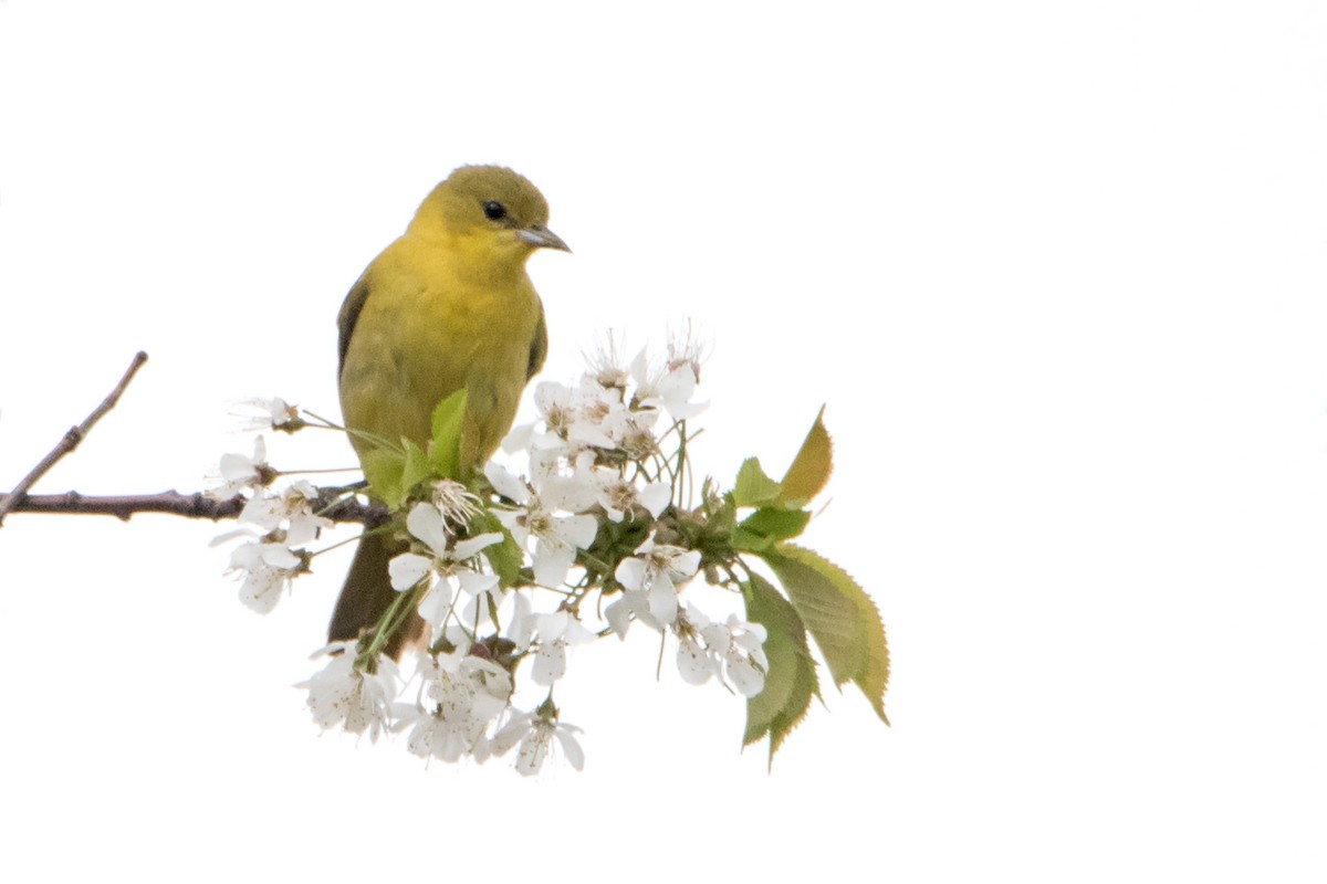 Orchard Oriole - Sue Barth