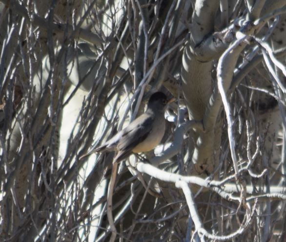 Austral Thrush - Felipe Undurraga