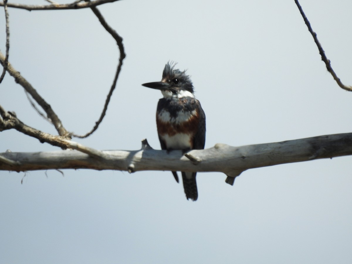 Belted Kingfisher - ML157808291