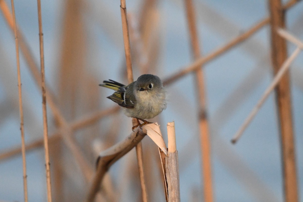 Ruby-crowned Kinglet - Guy Lafond