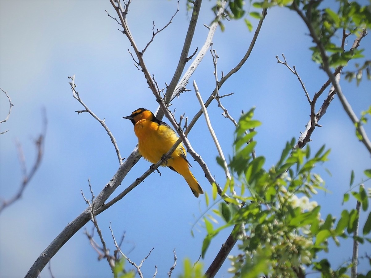 Bullock's Oriole - ML157809031