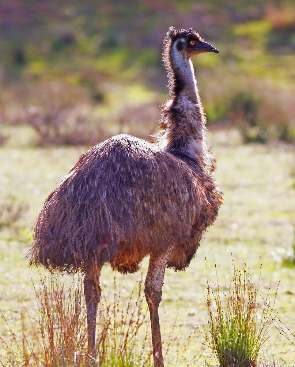 Emu - Robyn Waayers