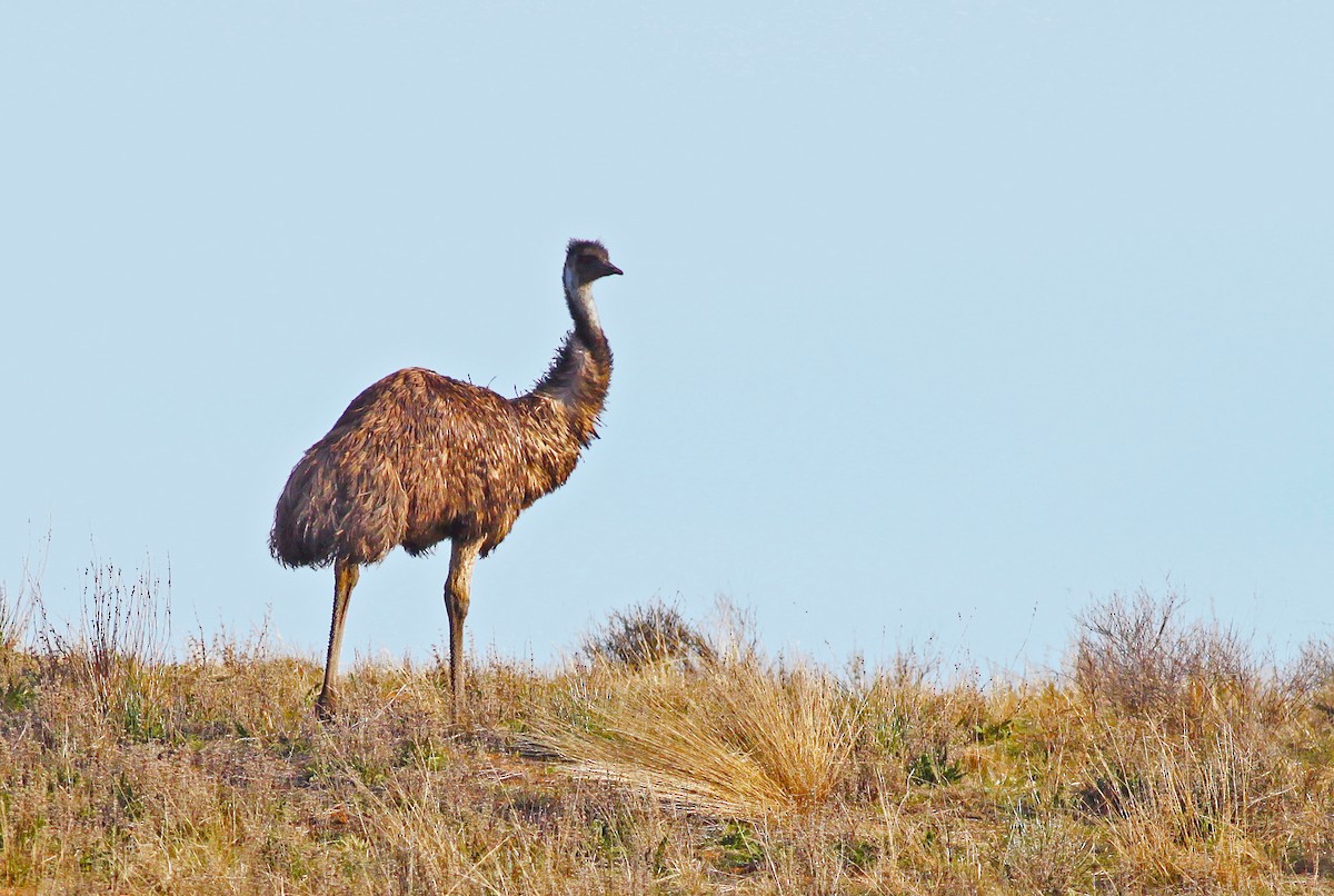 Emu - Robyn Waayers