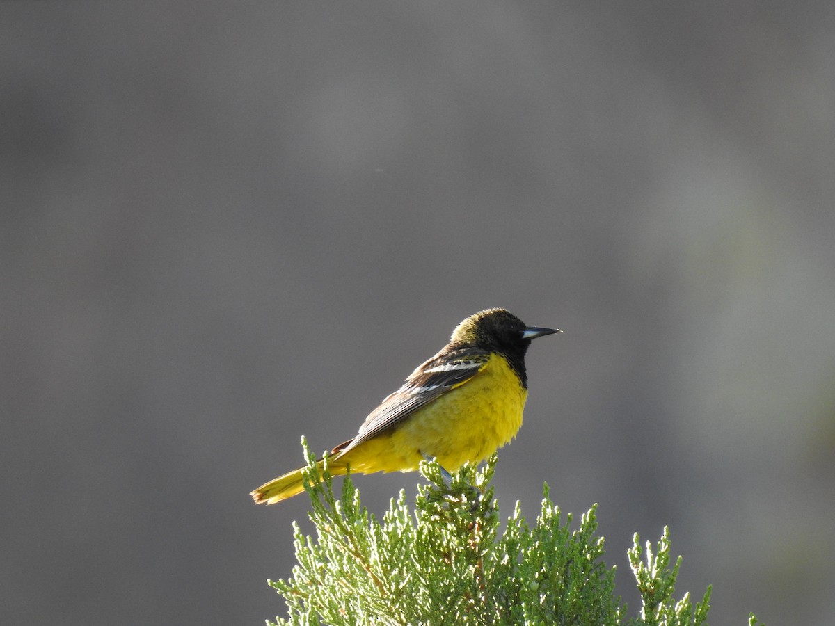 Scott's Oriole - ML157814141