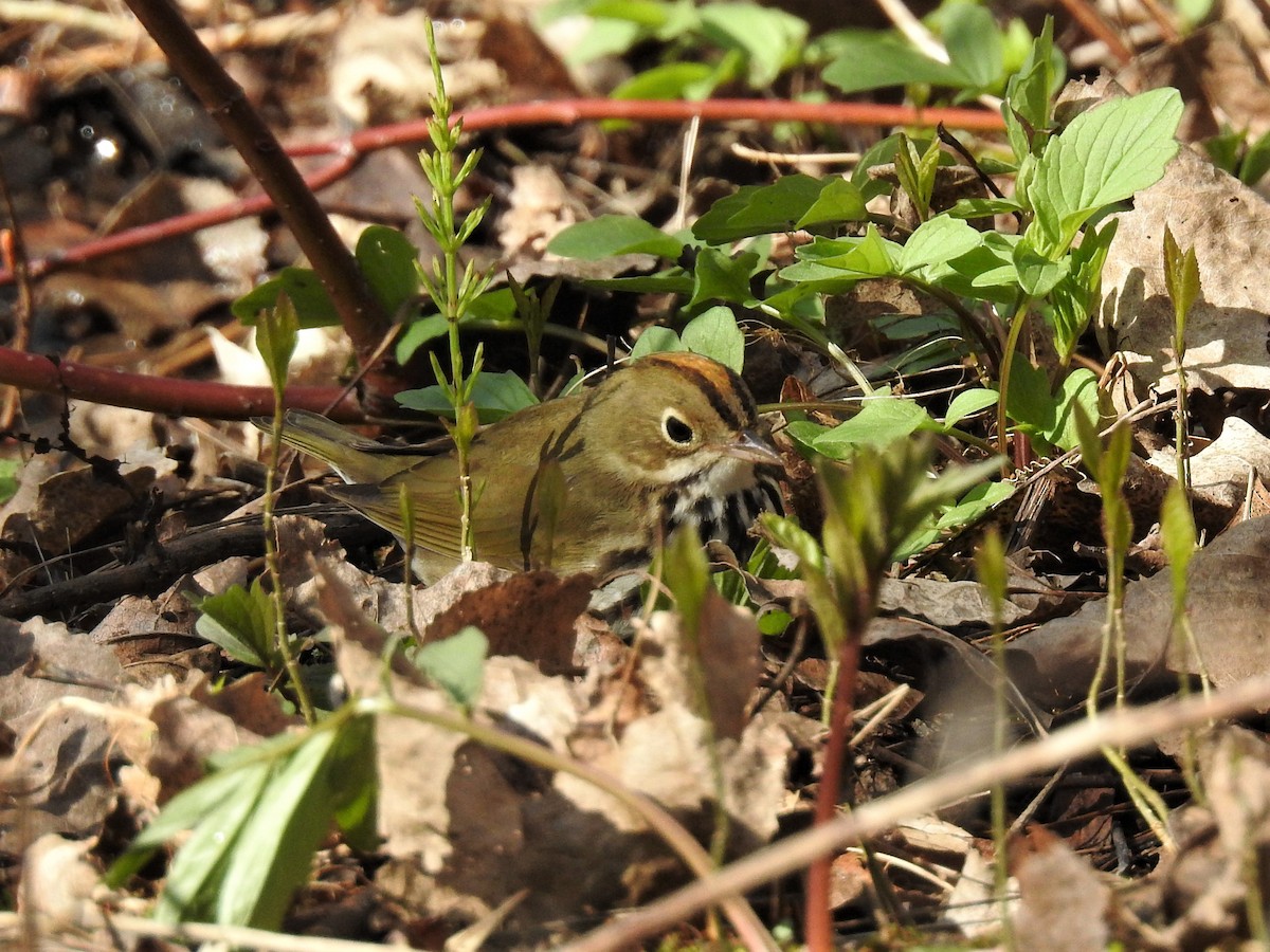 Ovenbird - ML157814251