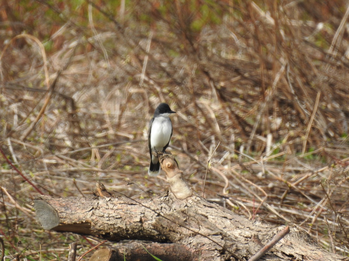 Eastern Kingbird - ML157814721