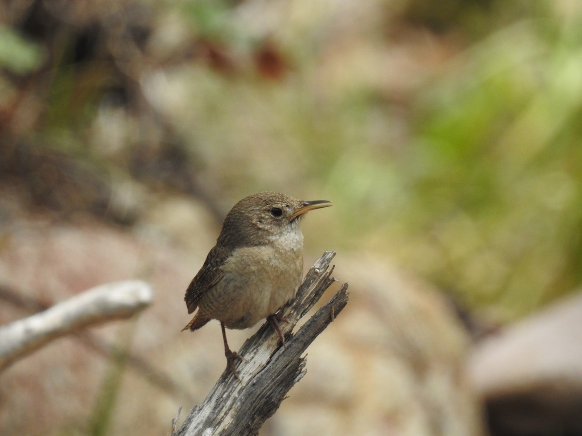 House Wren - ML157814981