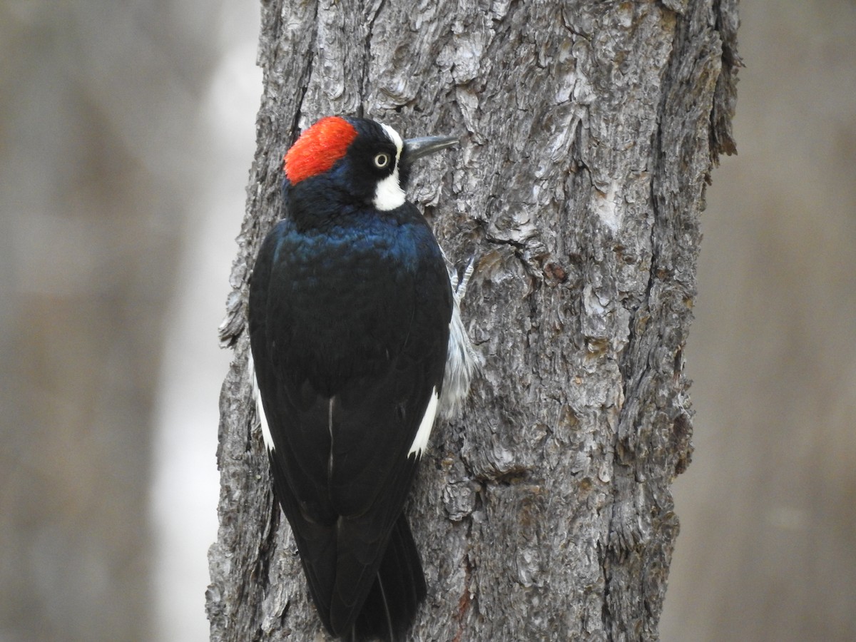 Acorn Woodpecker - ML157815481