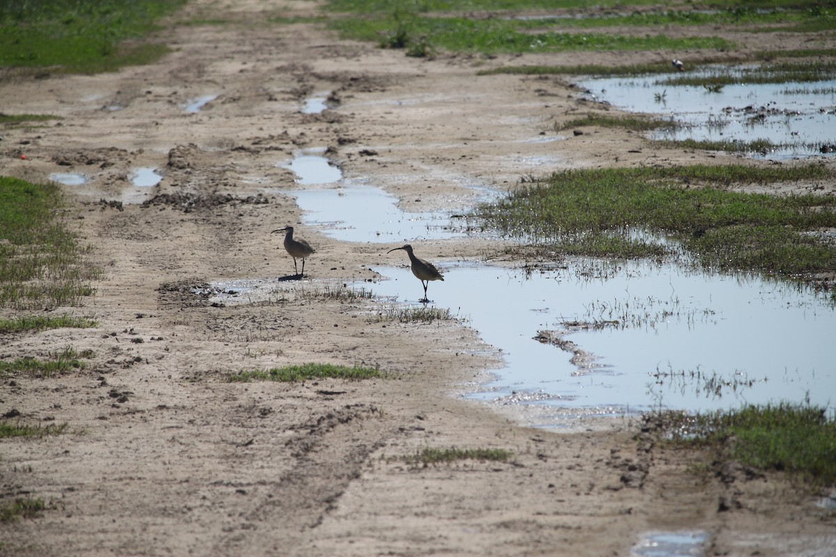 Regenbrachvogel - ML157815701