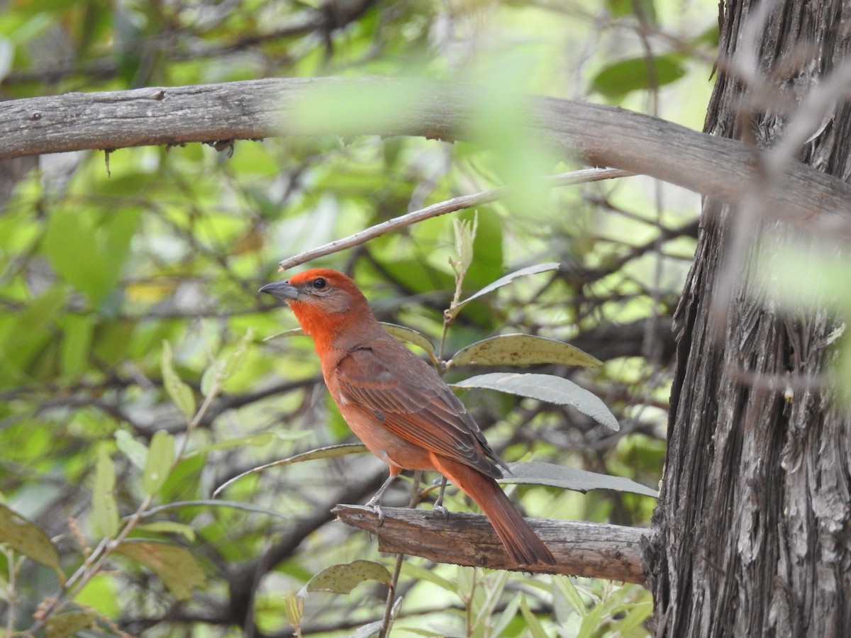 Hepatic Tanager - ML157815891