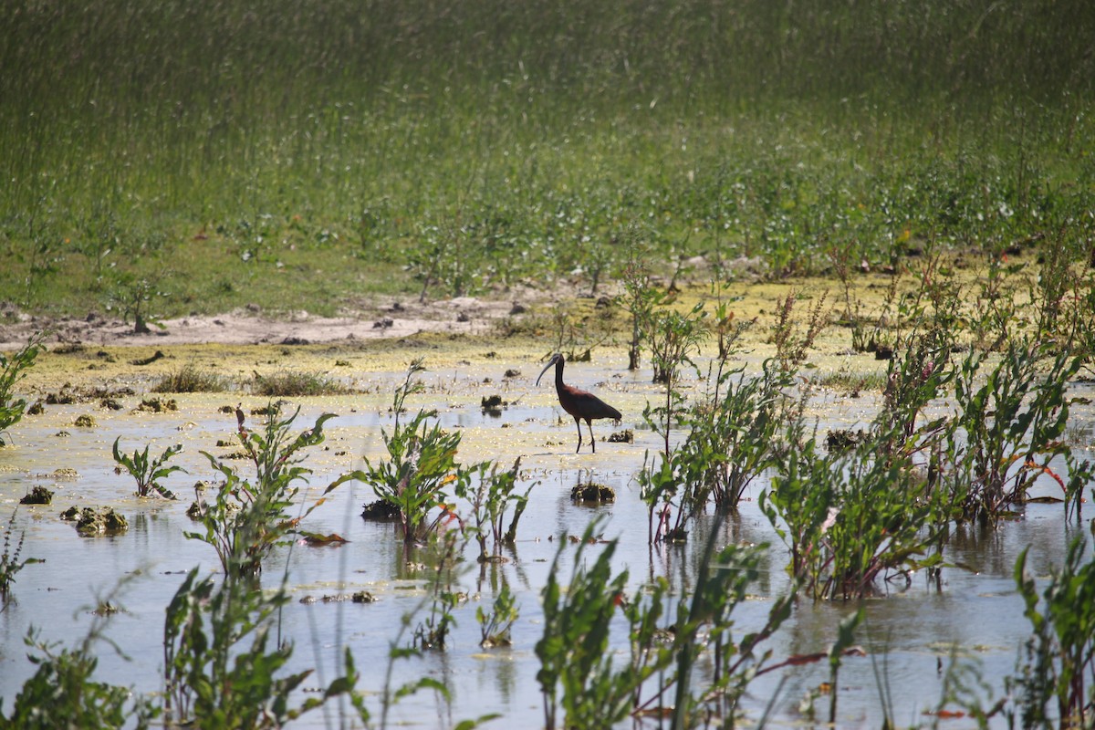 White-faced Ibis - Erik Dodos