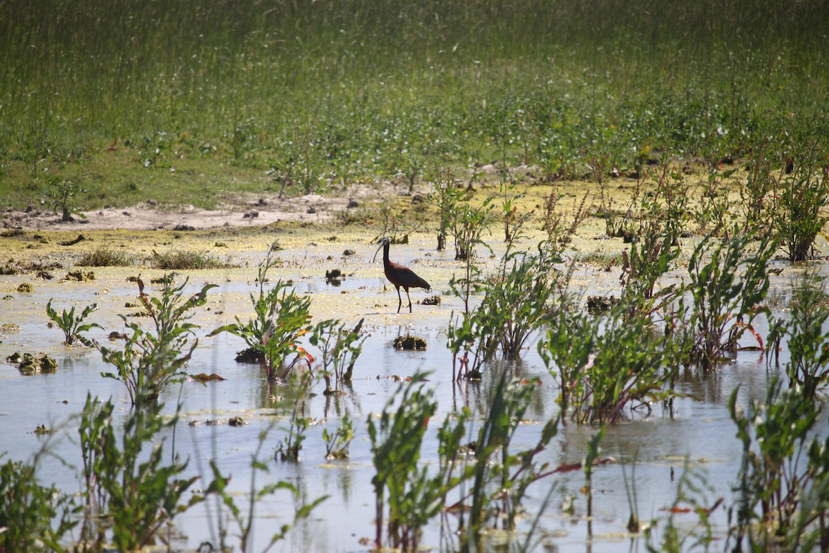 White-faced Ibis - ML157815991