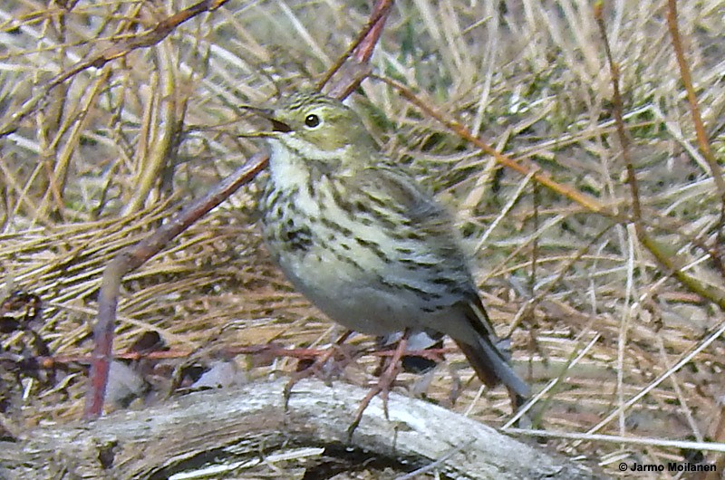 Meadow Pipit - ML157816501