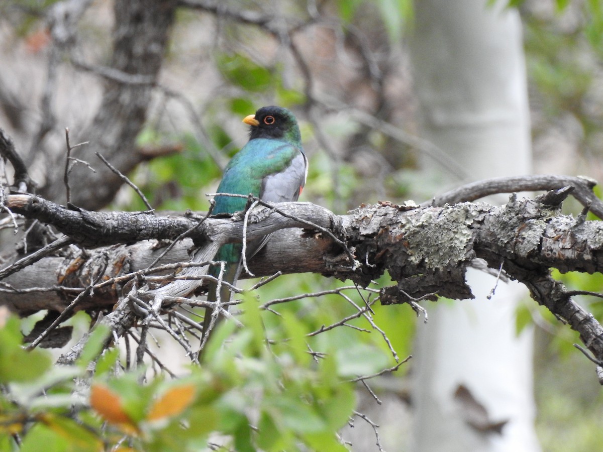 trogon krásný - ML157816551