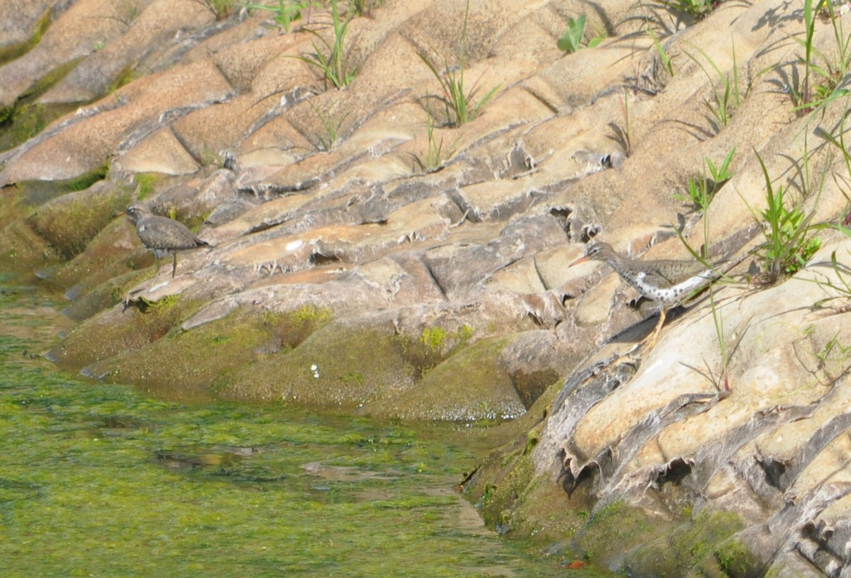 Spotted Sandpiper - Andrew Wagstaff