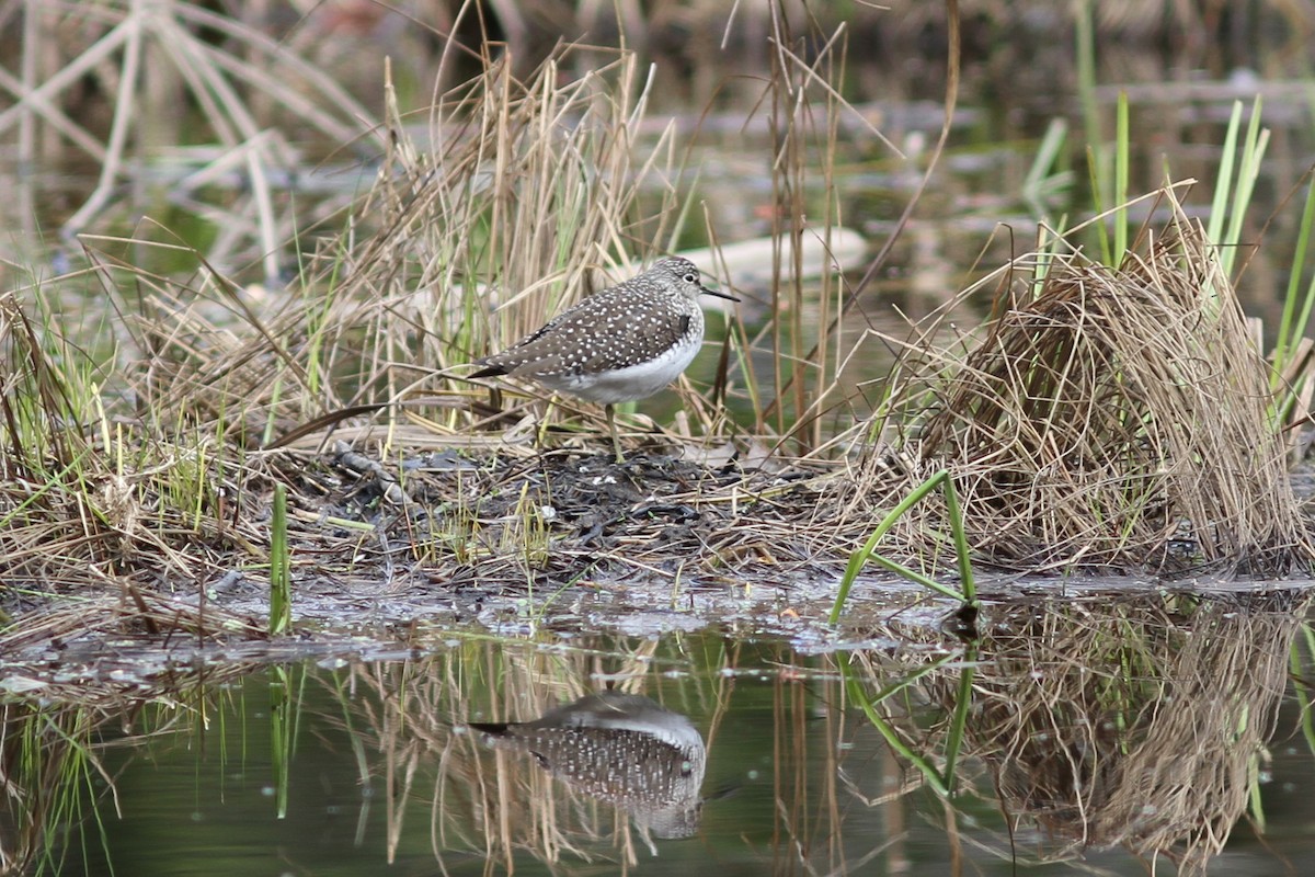 Solitary Sandpiper - ML157819861