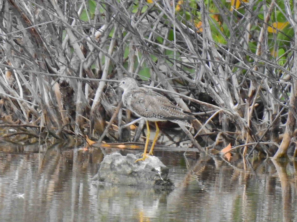 Lesser Yellowlegs - James Goetz