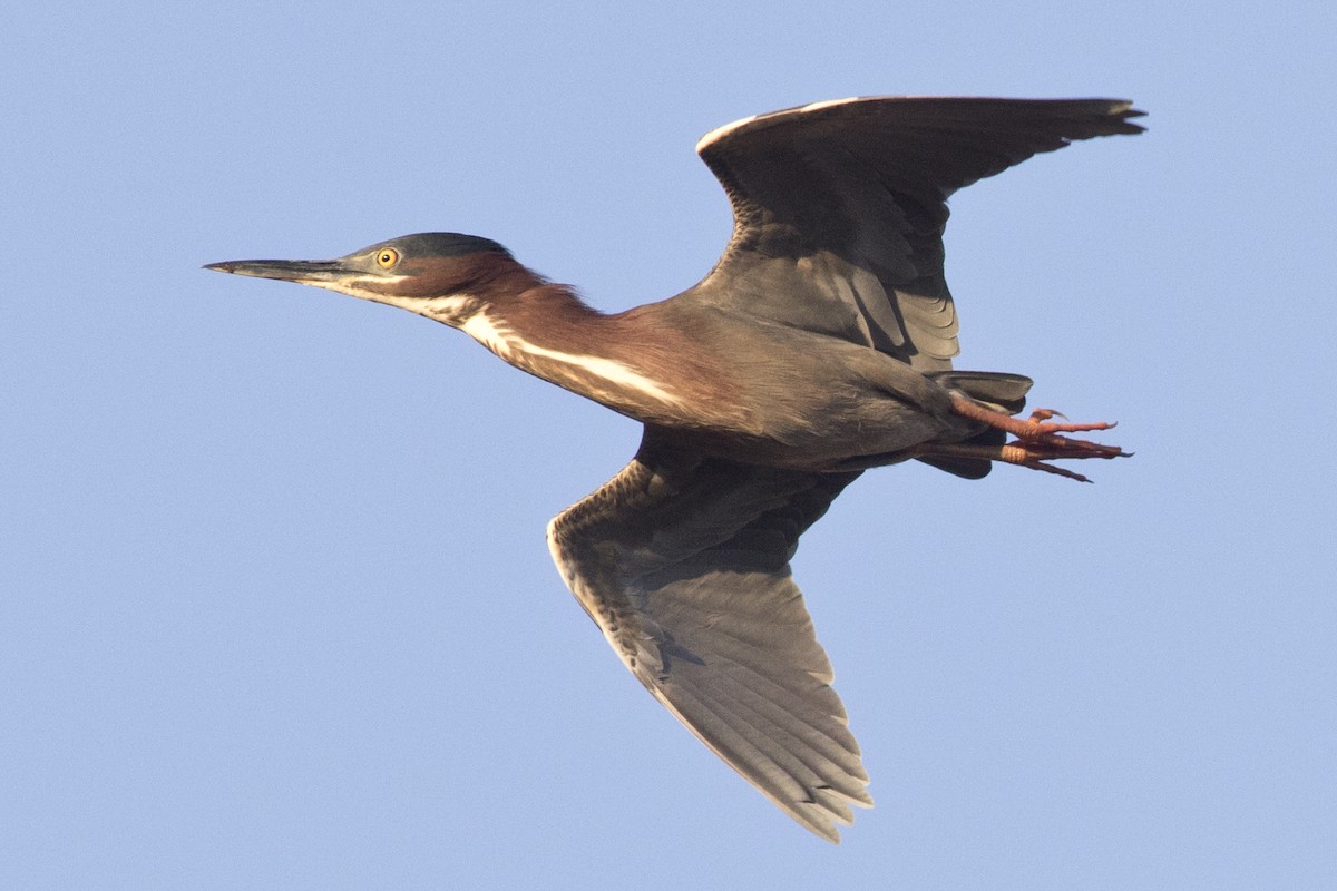 Green Heron - David Brown