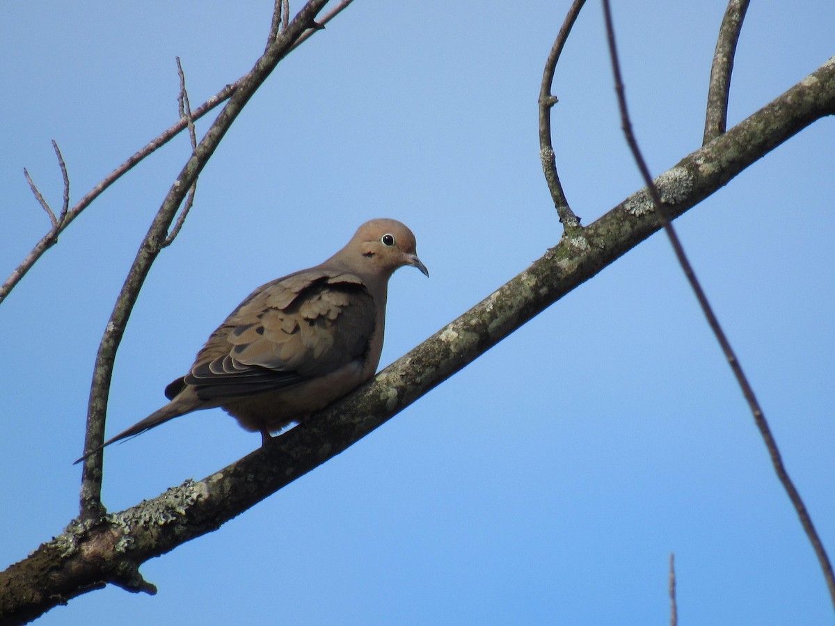 Mourning Dove - ML157824261