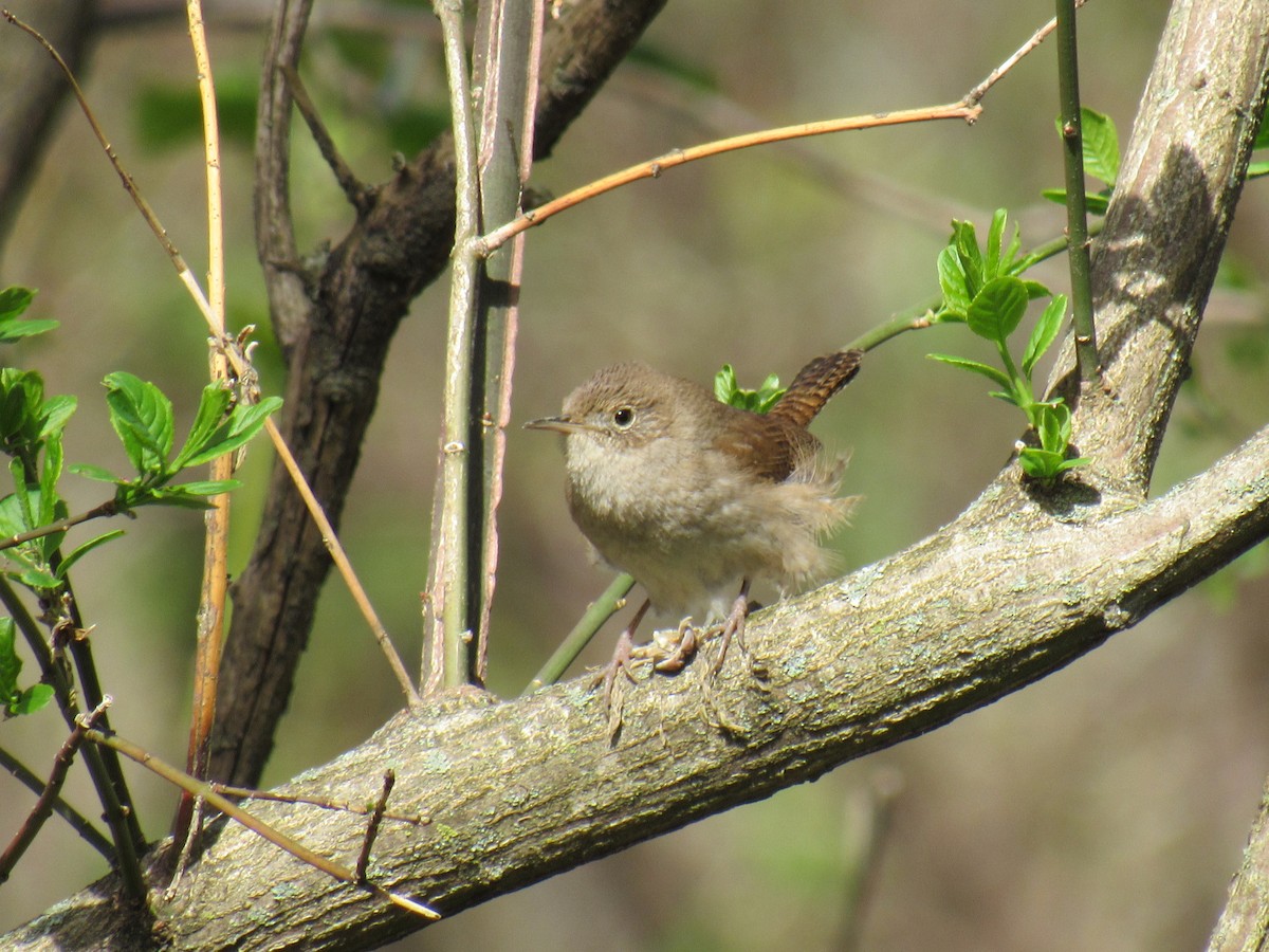 House Wren - ML157827071