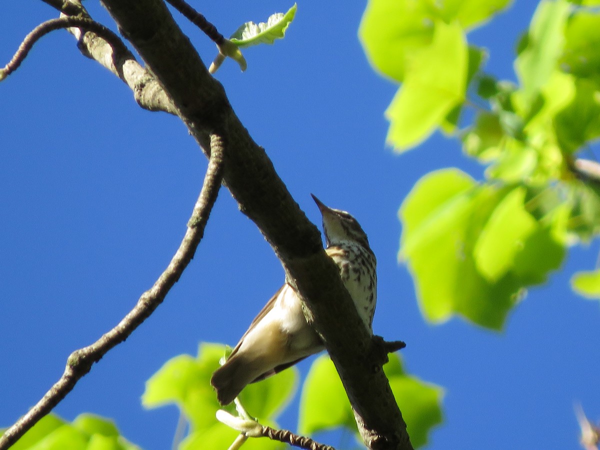 Louisiana Waterthrush - ML157827651