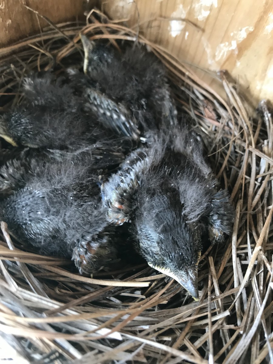 Eastern Bluebird - ML157827741