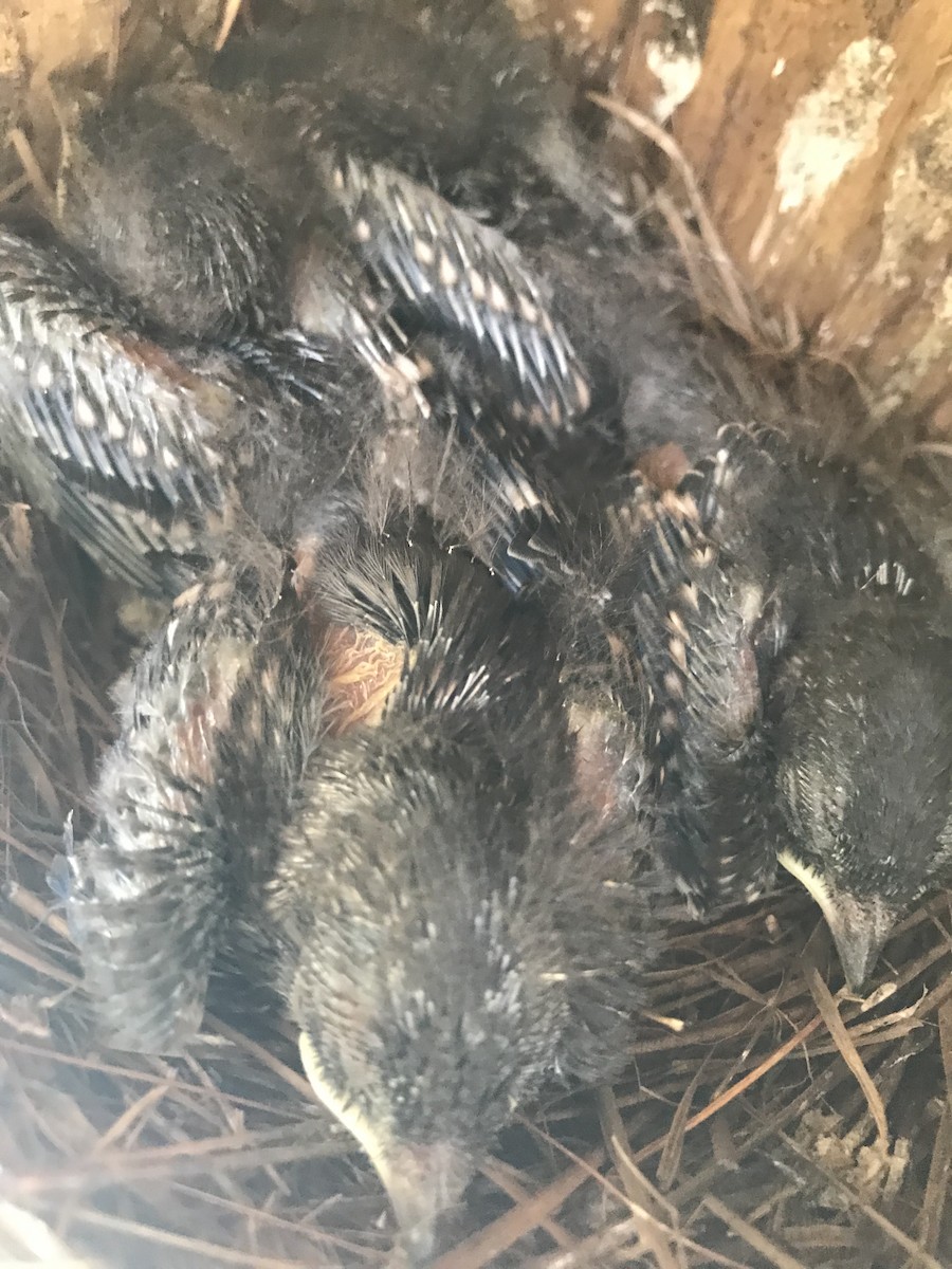 Eastern Bluebird - ML157828361