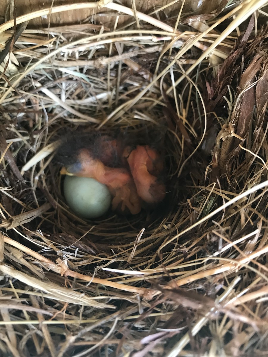 Eastern Bluebird - ML157829121