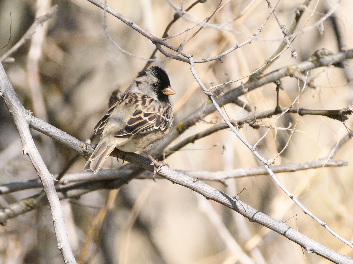 Harris's Sparrow - ML157831131