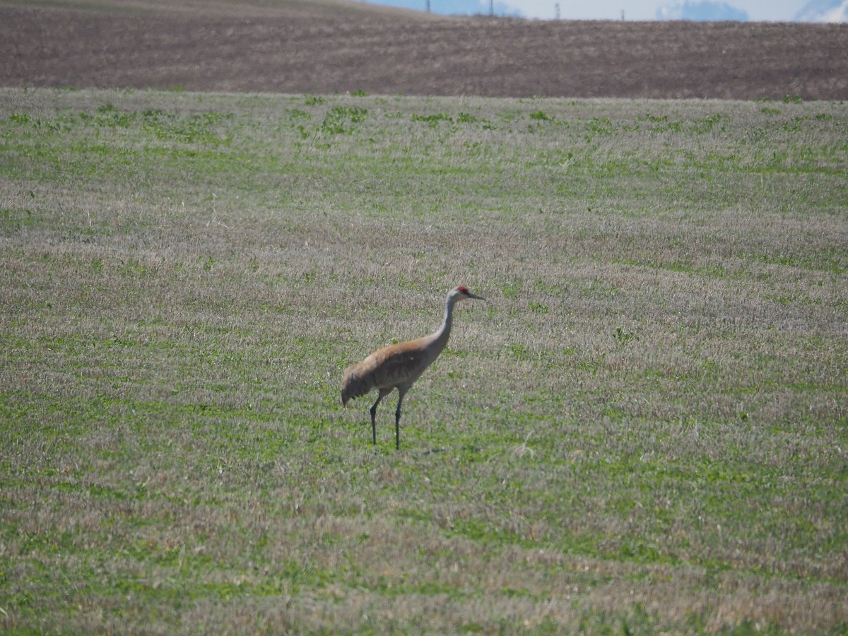 Sandhill Crane - Jan Roseneder