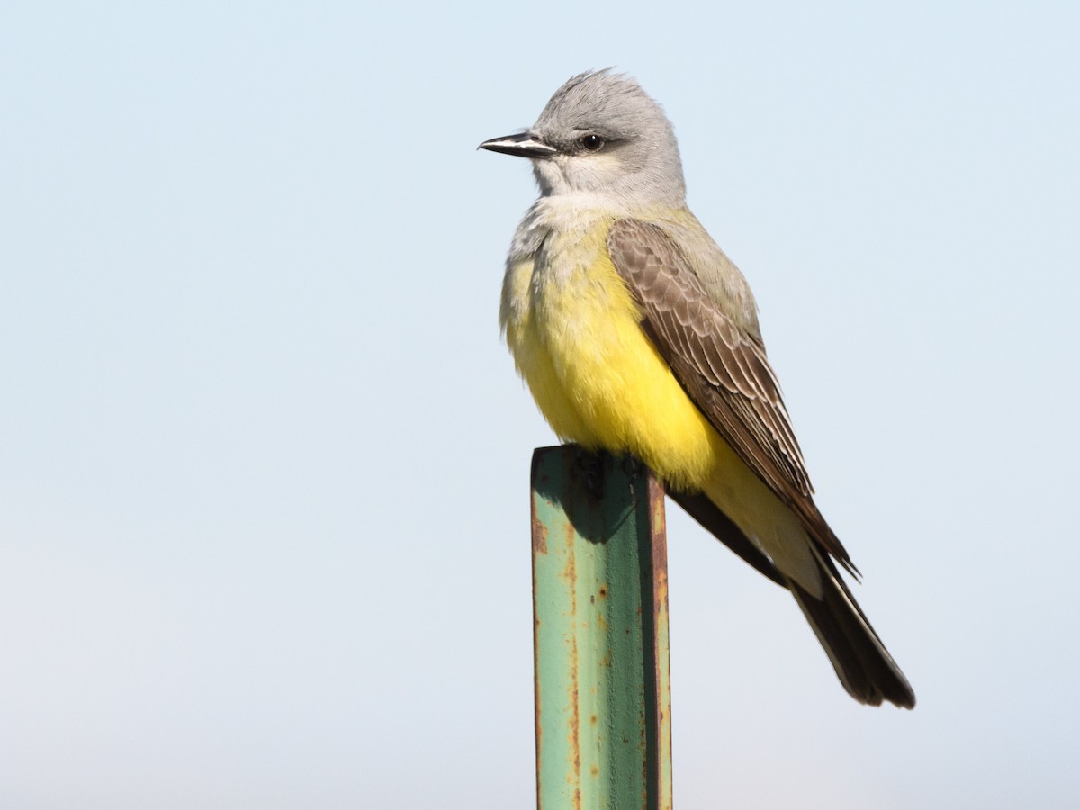 Western Kingbird - ML157831611