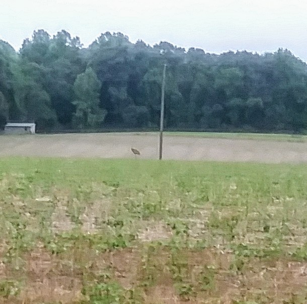 Sandhill Crane - ML157831651