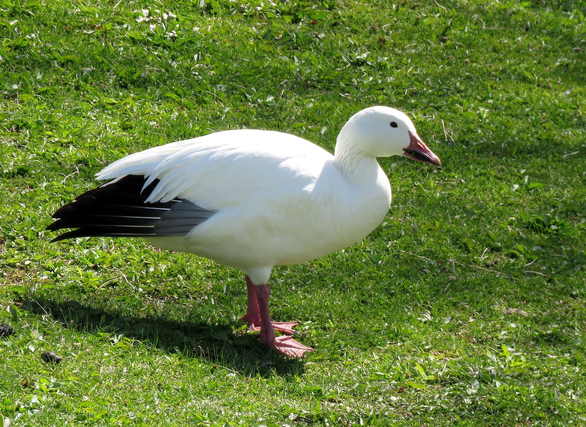 Snow Goose - Ricardo Barrios
