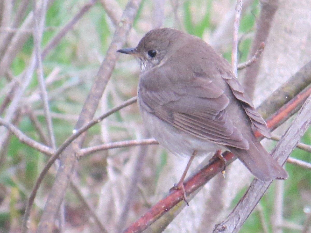 Gray-cheeked Thrush - ML157835471