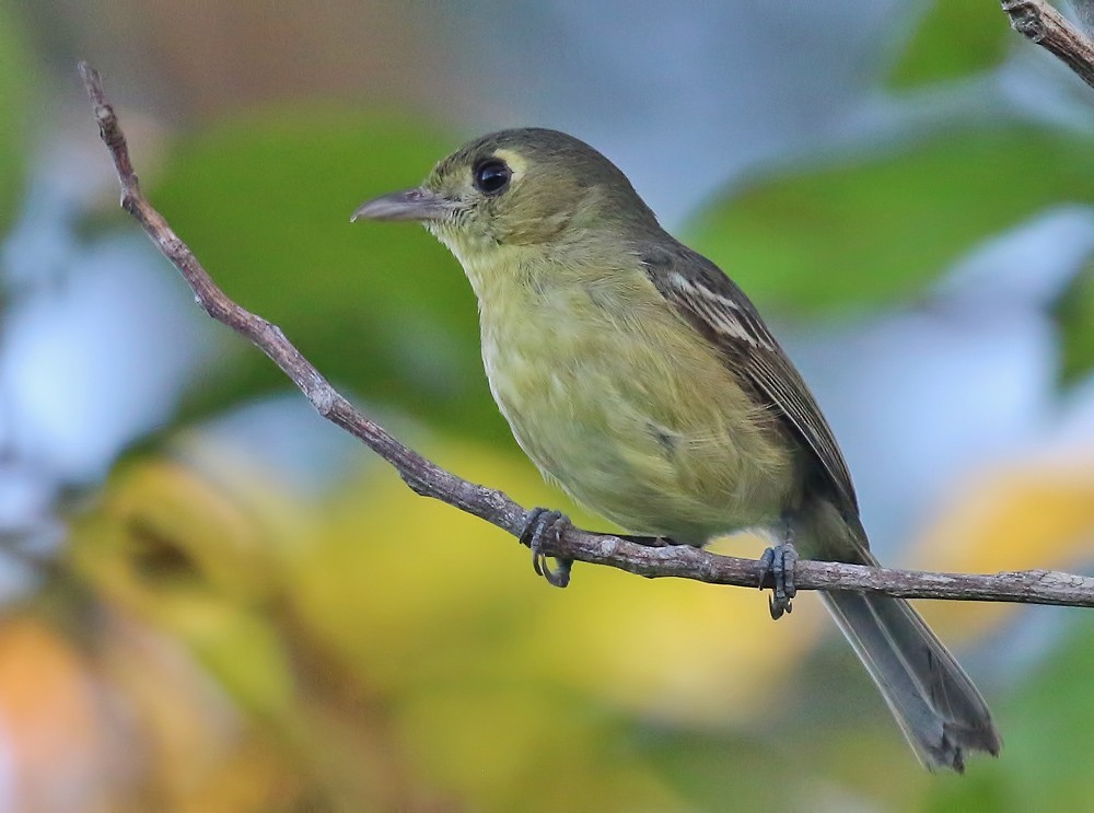 Cuban Vireo - Glen Tepke