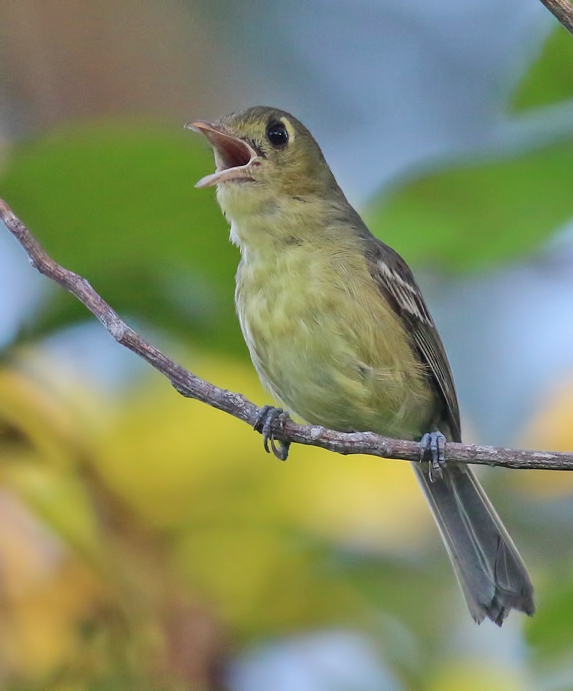 Cuban Vireo - ML157837011