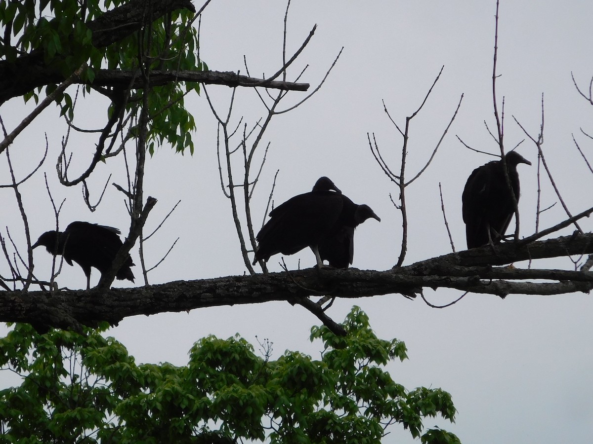 Karga Akbabası - ML157837761