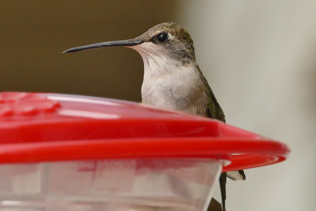 Black-chinned Hummingbird - ML157837951