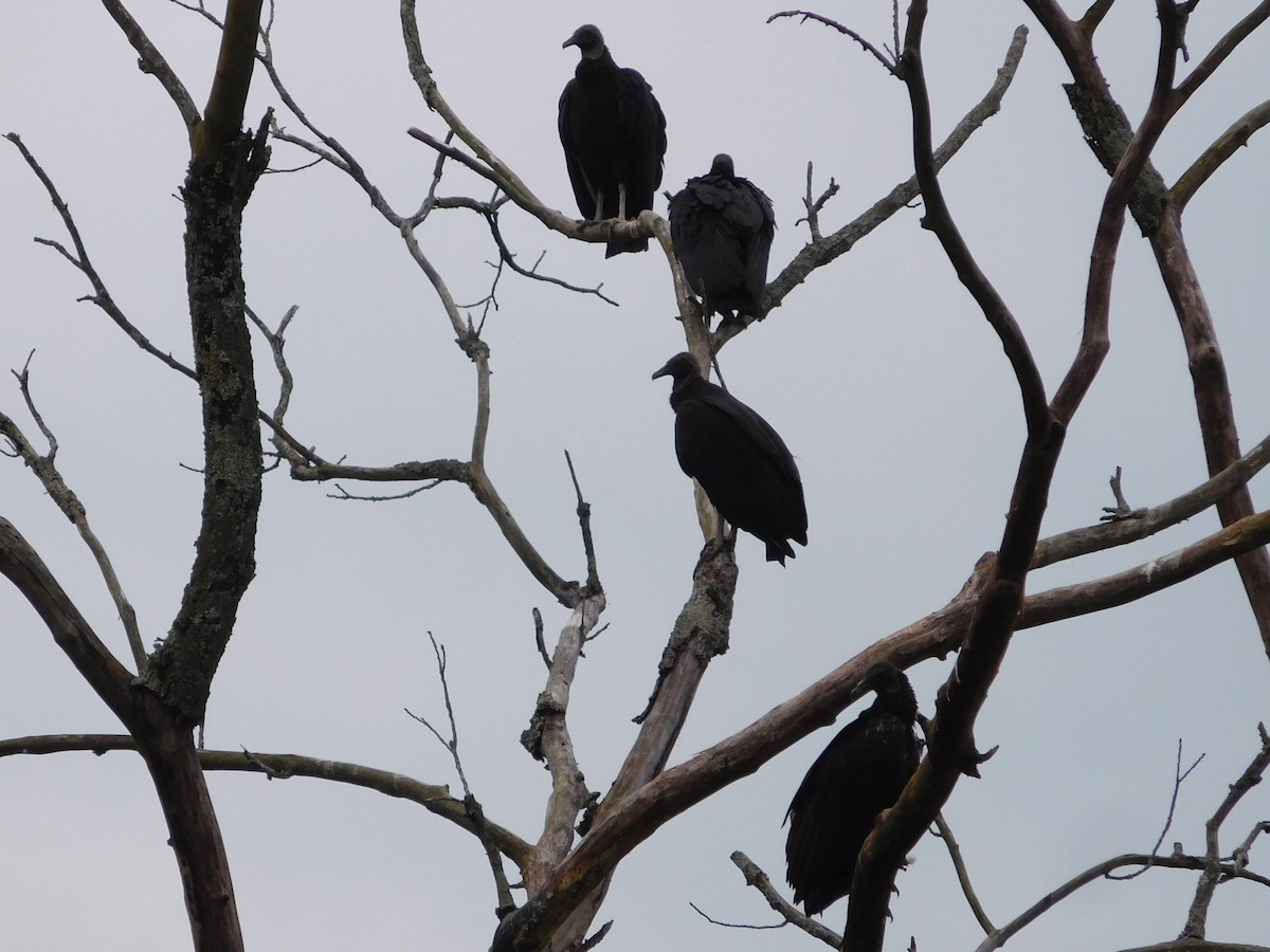 Karga Akbabası - ML157837971