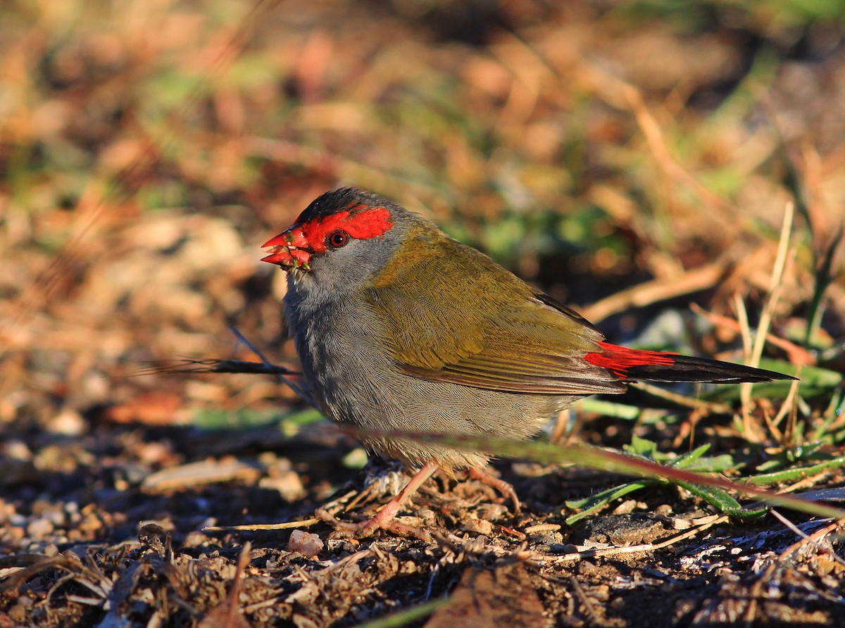 Red-browed Firetail - ML157838161