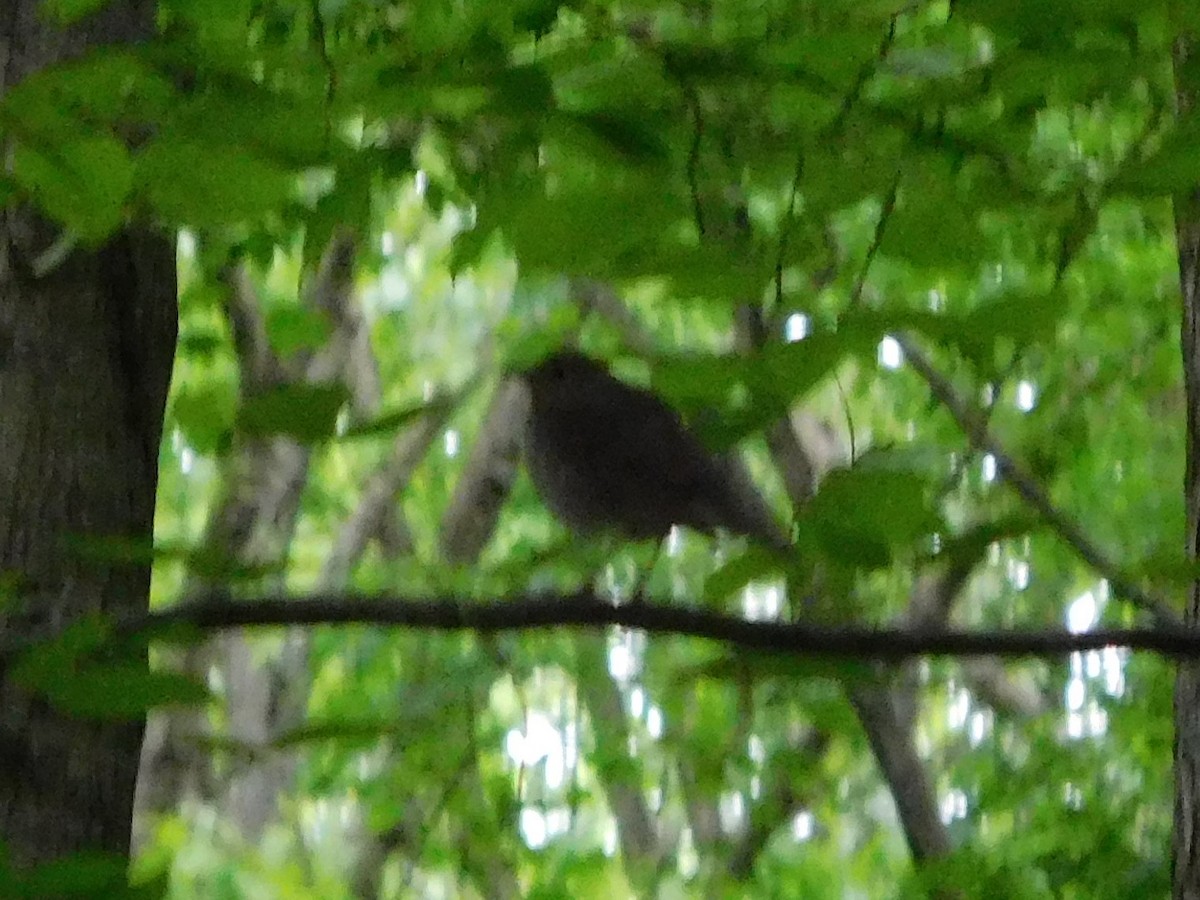 tanımsız Turdidae sp. - ML157838221